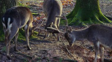 Sonbaharın güneşli bir gününde, ormanda erkek baraj geyiğine yaklaşıyoruz.