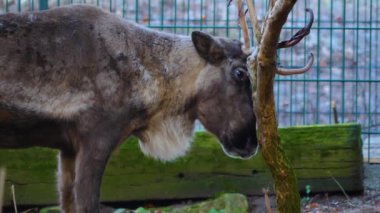 Geyiklerin yakın mesafede, sonbaharda güneşli bir günde ormanda yerde dinleniyorlar..