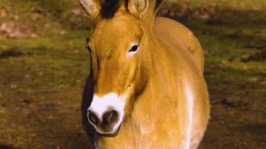 Güneşli bir günde çayırda duran przewalski atının yakınına.
