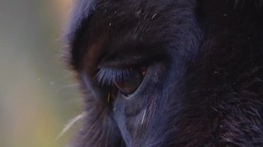  Ormanda duran bizonun yakınına..