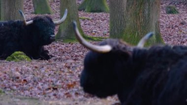 İki İrlanda sığırı sırttan öne odaklanır ve sonbaharda güneşli bir günde yürüyen geyik