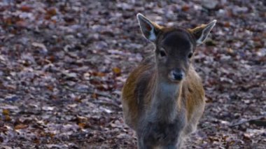 Sonbaharın güneşli bir gününde ormandaki baraj geyiğine yakın.
