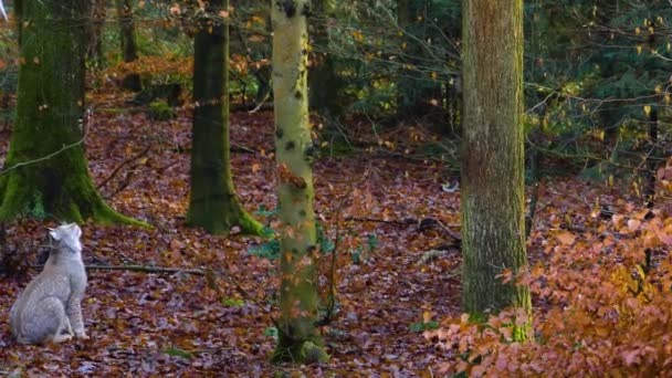 秋の晴れた日に森の中で食べ物を探しているリンクス猫のクローズアップ — ストック動画