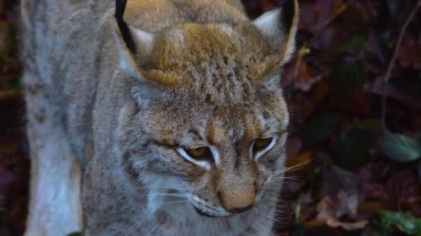 Close Lynx Cat Forest Sunny Day Autumn Searching Food — Stock Video