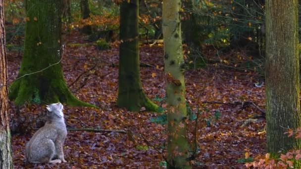 Primo Piano Lince Gatto Nella Foresta Una Giornata Sole Autunno — Video Stock