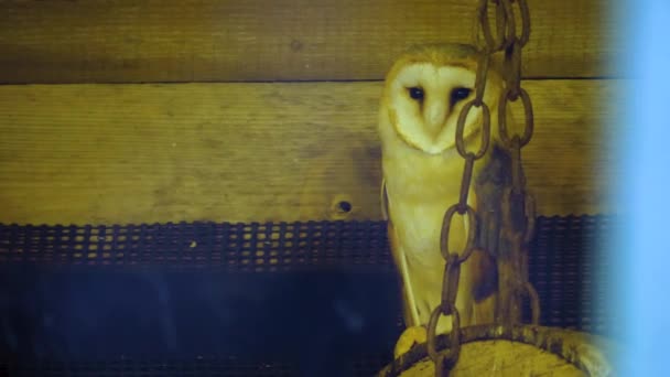 Close Barn Owl Barn Blinking — Stock Video