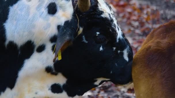 Zbliżenie Krowy Zebu Lesie Słoneczny Dzień Lecie — Wideo stockowe