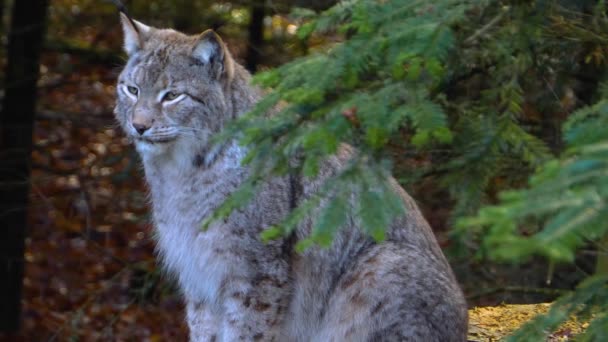 秋の晴れた日に森の中で食べ物を探しているリンクス猫のクローズアップ — ストック動画