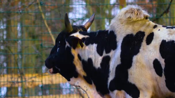 Close Vaca Zebu Floresta Dia Ensolarado Verão — Vídeo de Stock