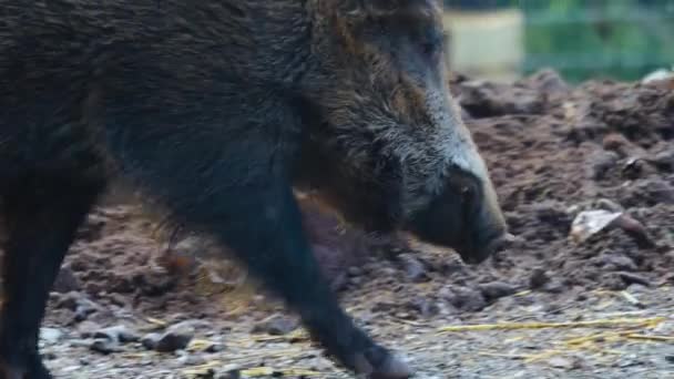 Close Wild Boar Pig Mud Autumn — Stock Video