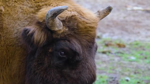 Close Bison Head Laying Ground Sunny Day Autumn — Stockvideo