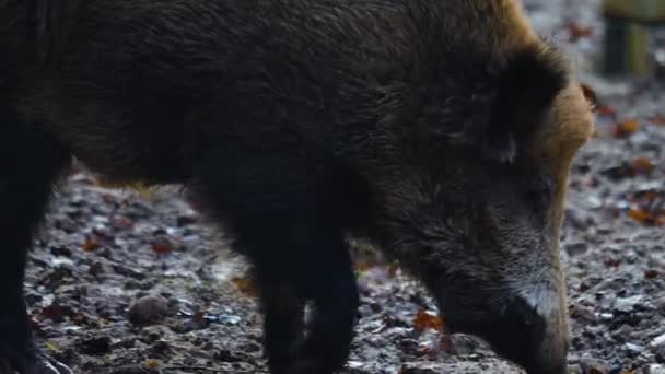 Close Wild Boar Pig Mud Autumn — 图库视频影像