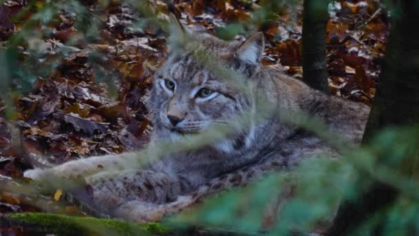 Sluiten Van Lynx Kat Het Bos Een Zonnige Dag Herfst — Stockvideo