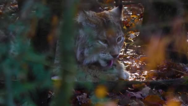 Sonbaharın Güneşli Bir Gününde Ormanda Vaşak Kedisine Yakın — Stok video
