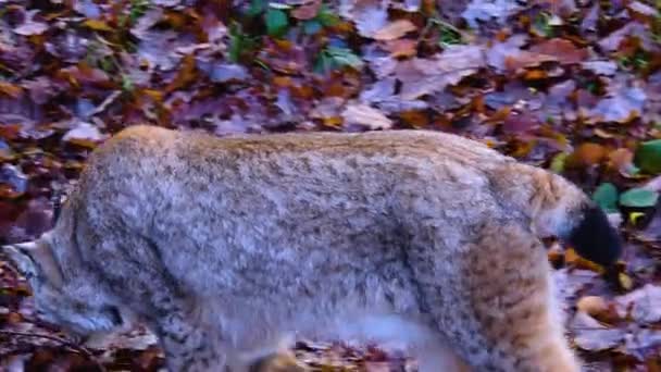 秋天阳光明媚的一天 在森林里放养着一只山猫 — 图库视频影像