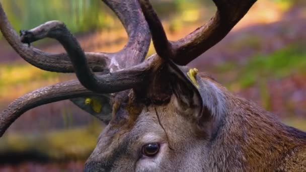 Sluiten Van Red Deer Hoofd Het Bos — Stockvideo