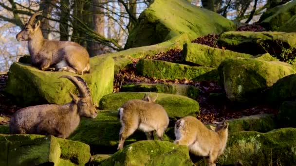 Close Alpine Ibex Fight Autumn Sunny Day — 图库视频影像