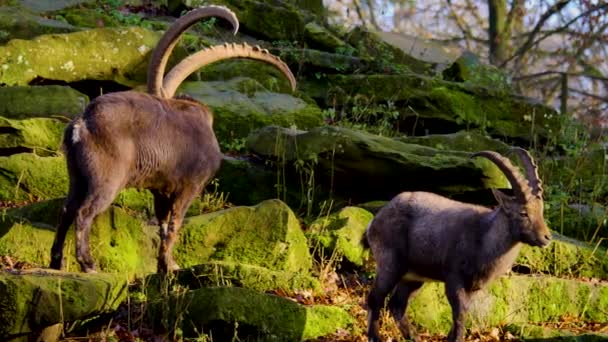 Großaufnahme Von Steinböcken Herbst Einem Sonnigen Tag — Stockvideo