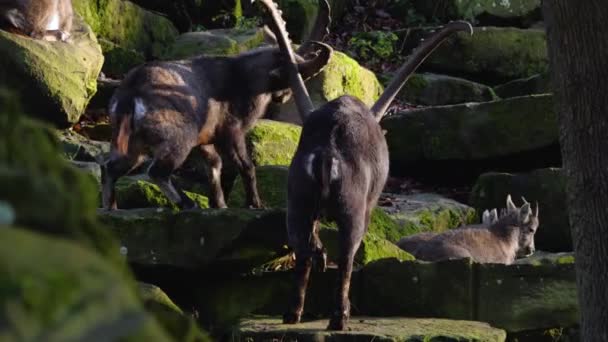 Κοντινό Πλάνο Του Αλπικού Ibex Έτοιμος Πολεμήσει Φθινόπωρο Μια Ηλιόλουστη — Αρχείο Βίντεο