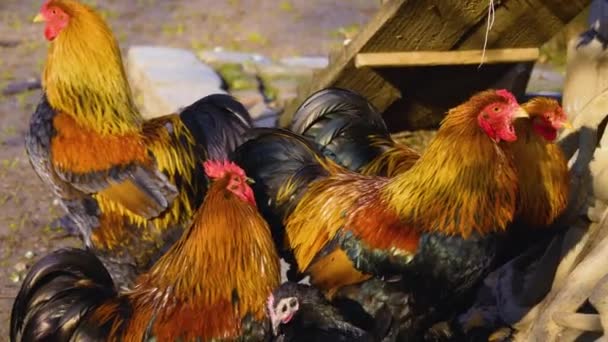 Närbild Kyckling Och Tuppar Står Runt Solig Dag Hösten — Stockvideo