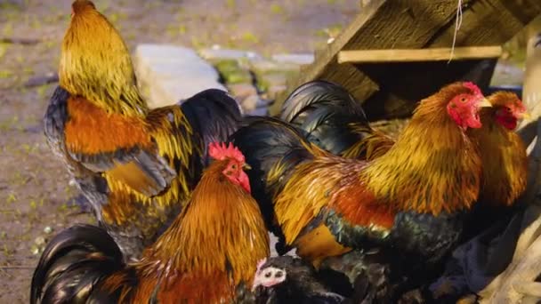 Close Chicken Roosters Standing Sunny Day Autumn — Stock Video