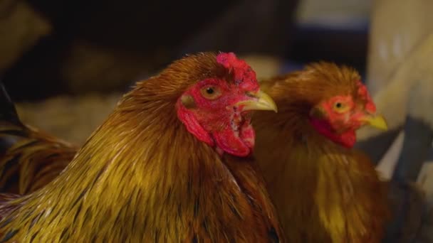 Κλείσιμο Του Κοτόπουλου Και Κόκορες Στέκεται Γύρω Μια Ηλιόλουστη Μέρα — Αρχείο Βίντεο