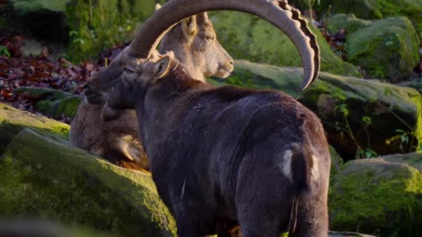 Κοντινό Πλάνο Του Αλπικού Ibex Έτοιμος Πολεμήσει Φθινόπωρο Μια Ηλιόλουστη — Αρχείο Βίντεο