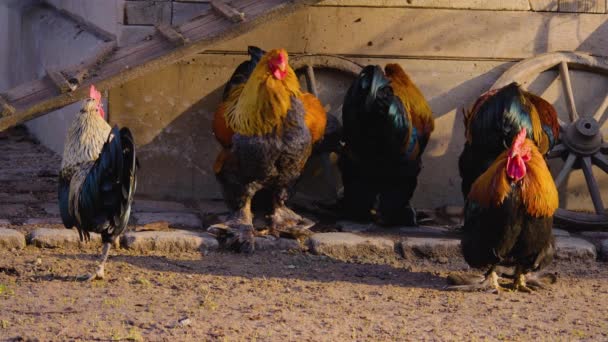 Großaufnahme Von Hühnern Und Hähnen Die Einem Sonnigen Herbsttag Herumstehen — Stockvideo