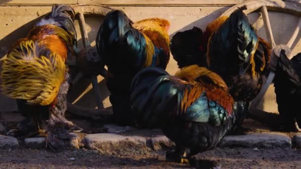 Közel Csirke Kakasok Áll Körül Egy Napsütéses Napon Ősszel — Stock videók