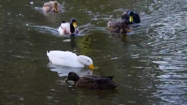 Primer Plano Patos Estanque Nadando Alrededor — Vídeo de stock