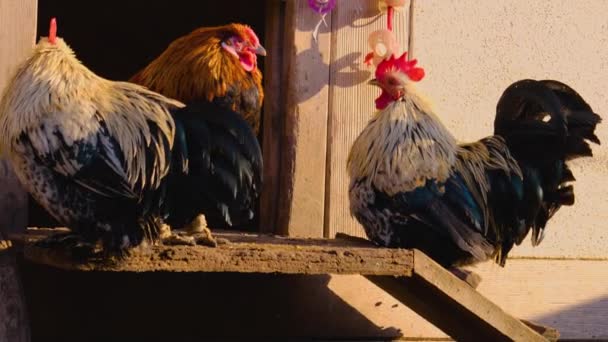 Close Chicken Roosters Standing Sunny Day Autumn — Stockvideo