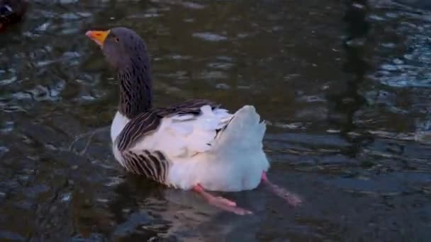 靠近湖上的一只鹅 — 图库视频影像