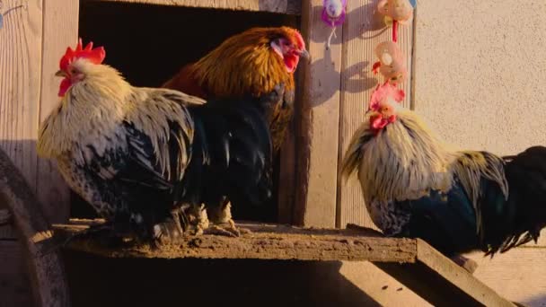 Primer Plano Pollo Gallos Pie Alrededor Día Soleado Otoño — Vídeo de stock