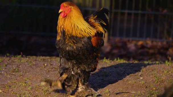 Sonbaharın Güneşli Bir Gününde Etrafta Duran Tavuk Horozlara Yakın — Stok video