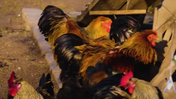 Close Chicken Roosters Standing Sunny Day Autumn — Stock Video