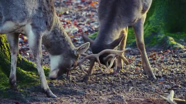 Primer Plano Ciervos Machos Bosque Día Soleado Otoño Luchando — Vídeos de Stock