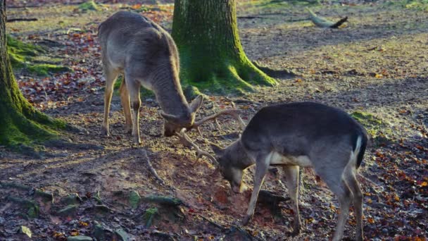 Close Cervos Macho Barragem Floresta Dia Ensolarado Outono Lutando — Vídeo de Stock