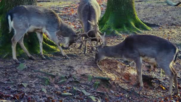 Close Cervos Macho Barragem Floresta Dia Ensolarado Outono Lutando — Vídeo de Stock