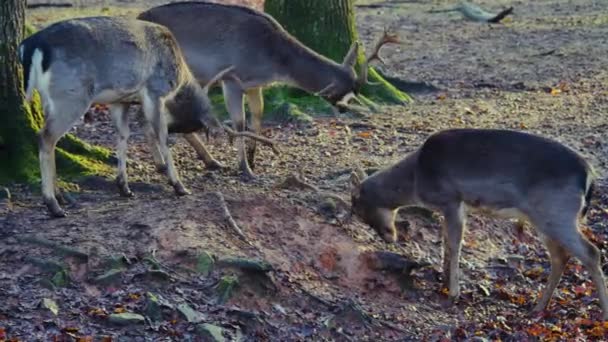 Close Male Dam Deer Woods Sunny Day Autumn Fighting — 图库视频影像