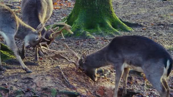 Primer Plano Ciervos Machos Bosque Día Soleado Otoño Luchando — Vídeo de stock