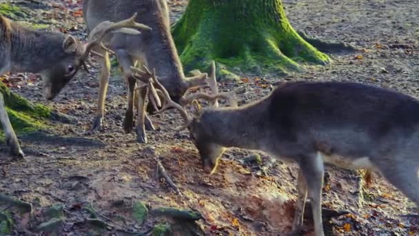 Großaufnahme Von Männlichen Damhirschen Wald Einem Sonnigen Herbsttag Die Kämpfen — Stockvideo