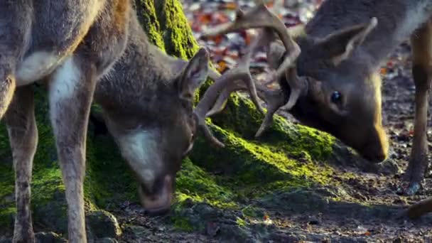 秋の晴れた日に森の中のオスのダム鹿の閉鎖 — ストック動画