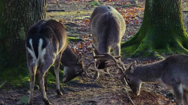 Gros Plan Cerfs Mâles Dans Les Bois Par Une Journée — Video