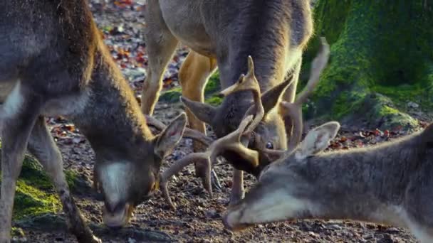 Close Male Dam Deer Woods Sunny Day Autumn Fighting — 图库视频影像