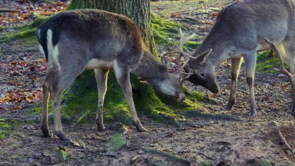 Primo Piano Cervi Maschi Diga Nel Bosco Una Giornata Sole — Video Stock