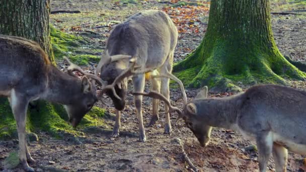 Close Male Dam Deer Woods Sunny Day Autumn Fighting — 图库视频影像