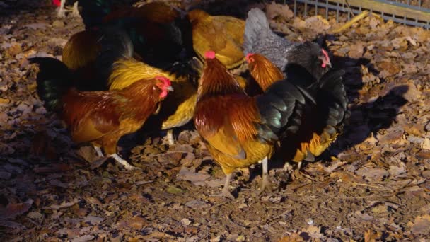 Primer Plano Pollo Gallos Pie Alrededor Día Soleado Otoño — Vídeo de stock