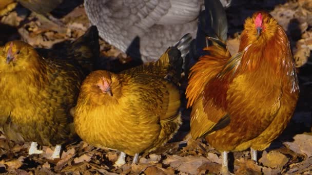 Primer Plano Pollo Gallos Pie Alrededor Día Soleado Otoño — Vídeo de stock