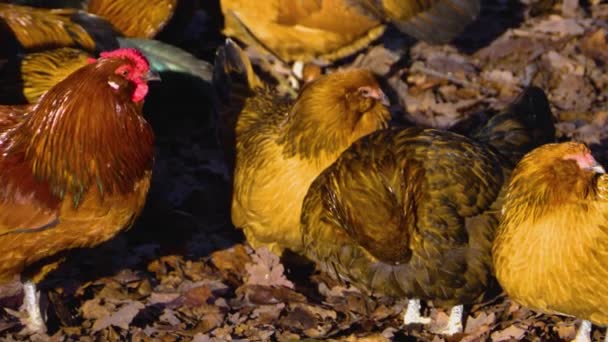 Close Chicken Roosters Standing Sunny Day Autumn — Stockvideo