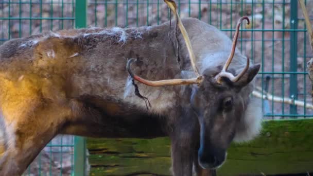 Sluiten Van Rendieren Ontspannen Grond Het Bos Een Zonnige Dag — Stockvideo